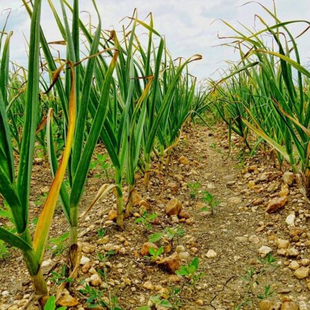 Sadíme cesnak, strúčiky nabité zdravím môžete mať i vy