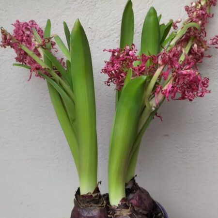 odkvitnutý hyacint a rady ako sa oň starať