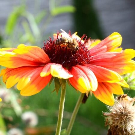 Nemáte čas polievať? Tu sú rastliny, ktoré znesú sucho.