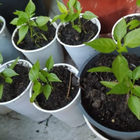 Chcete mať bohatú úrodu papriky? Toto treba dodržať