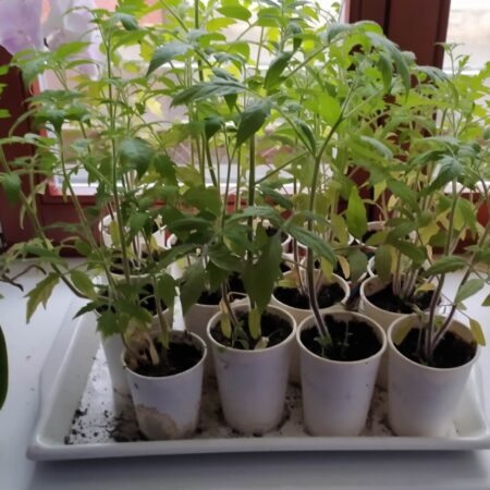 Ako sadiť paradajky, aby ste mali bohatú úrodu