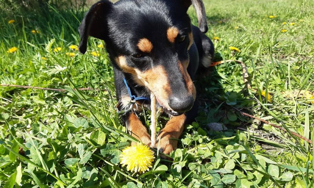 13 ľudských potravín, ktoré škodia domácim zvieratám