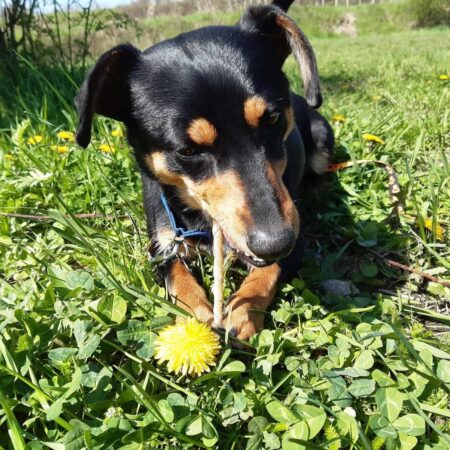 13 ľudských potravín, ktoré škodia domácim zvieratám
