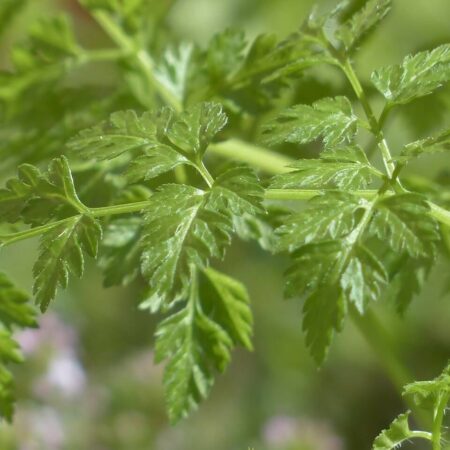 8 byliniek, ktoré môžete pestovať i v kvetináči