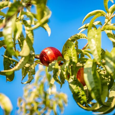4 príznaky kučeravosti broskýň