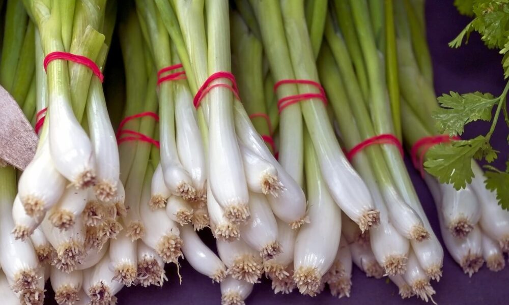 recepty z mladej cibuľky, ktoré sú chutné