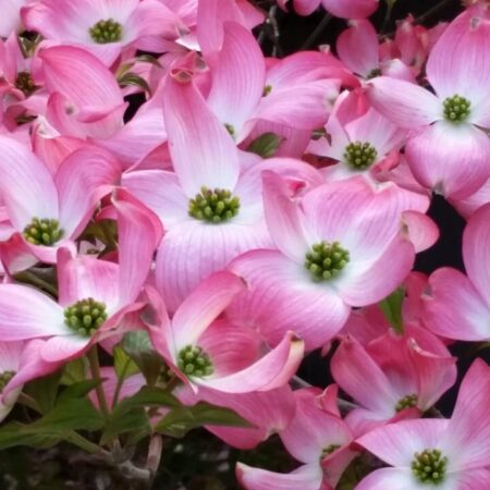 Drieň japonský plus rady, ako ho pestovať