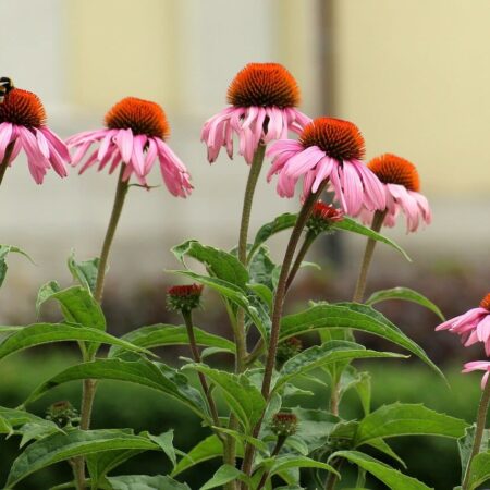 Účinný sprej na bolesť hrdla? Vyrobte si z echinacey