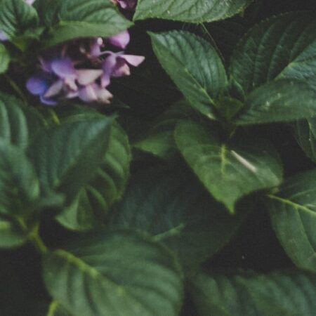 6 dôvodov, prečo vaša hortenzia nekvitne