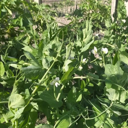 Ako mať hrach zdravý