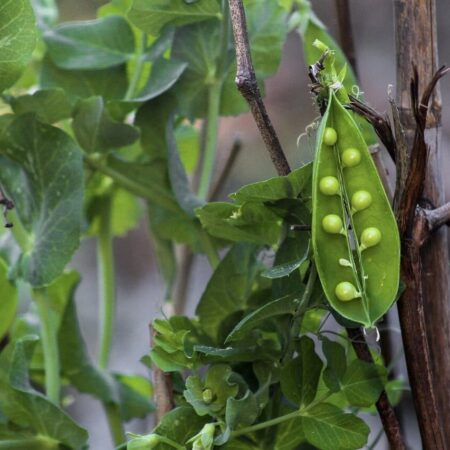 6 dôvodov, prečo sa vášmu hrachu nedarí