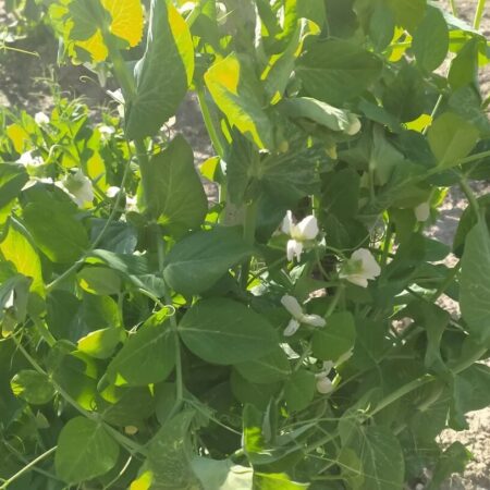 Choroby hrabu, ktoré môžu zničiť vašu úrodu