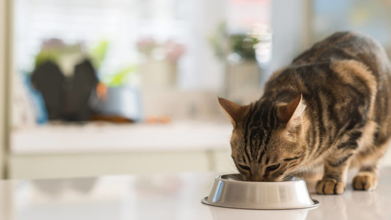Nebezpečné ľudské jedlá, ktoré škodia vášmu psovi a mačke, časť II