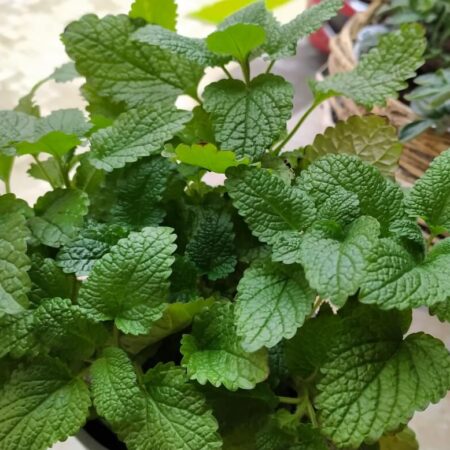 Ako pestovať medovku lekársku plus spôsoby použitia