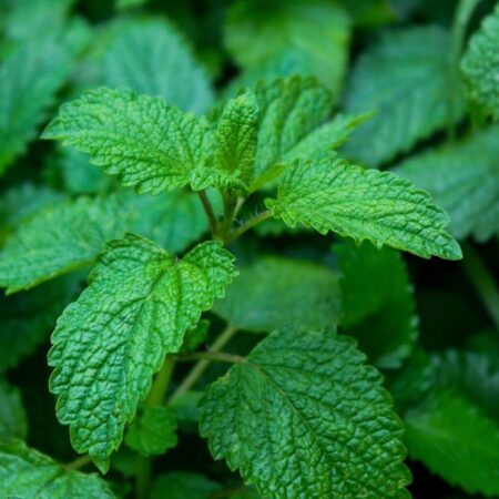 rozmnožovanie medovky