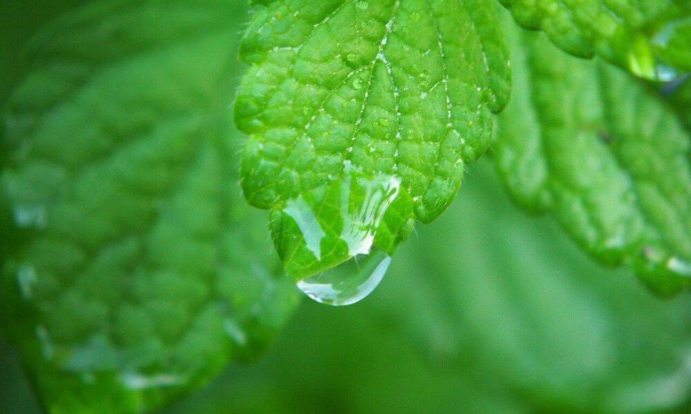 Hydrosol z medovky lekárskej: Prevoňajte svoj domov zdravím