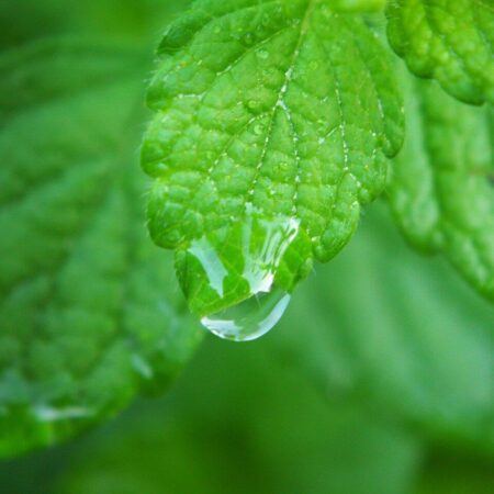 Hydrosol z medovky lekárskej: Prevoňajte svoj domov zdravím