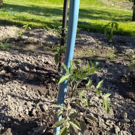 Ako predchádzať chorobám paradajok? Tu je 5 spôsobov