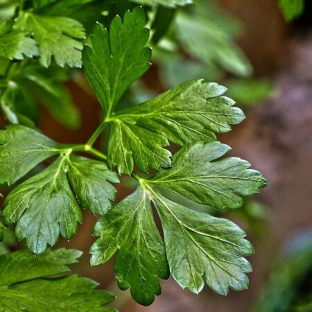 8 byliniek pre kulinárov, ktoré môžete pestovať v tieni