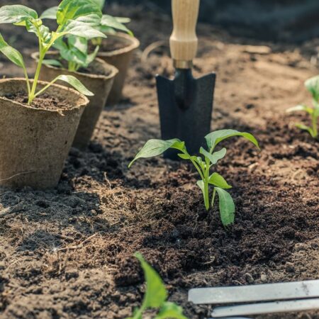 Zelenina vhodná na výsadbu v máji