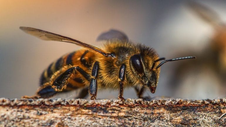 ako sa postarať o včely vo vašej záhrade