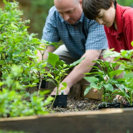 ako sadiť do zvýšených záhonov