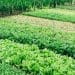 Chyby pri pestovaní šalátu, ktoré môžu zničiť úrodu