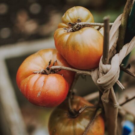 10 chorôb paradajok a znaky, ako ich rozpoznať