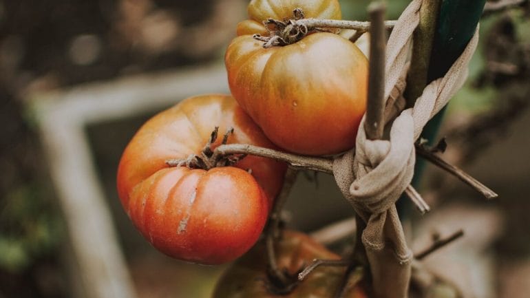 10 chorôb paradajok a znaky, ako ich rozpoznať