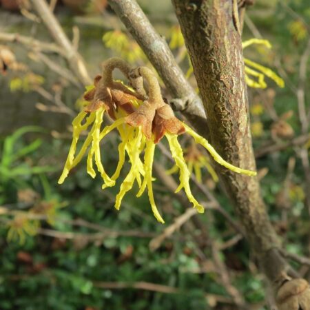 Tieto rastliny pomáhajú pri bodnutí hmyzom, vedeli ste to?