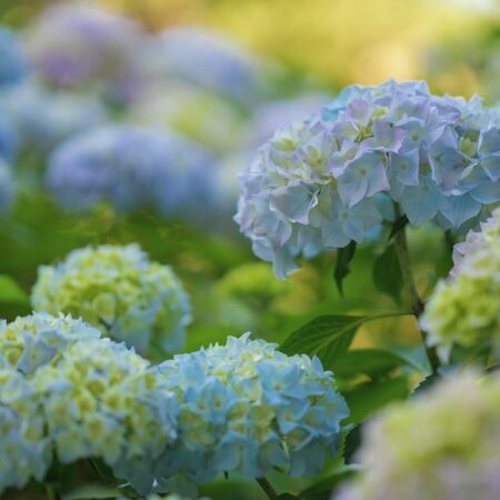 6 rpíčin, prečo vaša hortenzia nekvitne