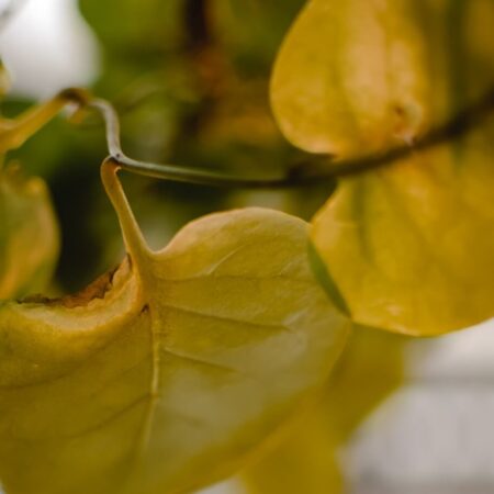 žltnutie listov môžu spôsobiť aj tieto dôvody