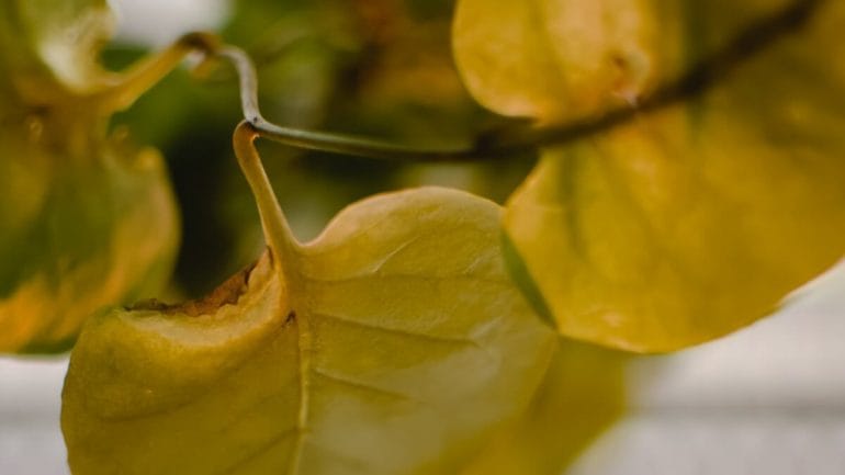 Žltnutie listov rastlín môžu spôsobiť tieto pestovateľské chyby