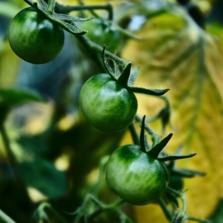 najčastejšie choroby paradajok