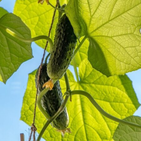 Uhorky bez plesne môžete mať aj vy, stačí vedieť toto