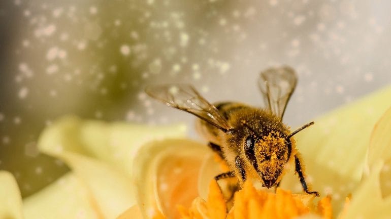 Bodla vás včela? Tieto domáce lieky vám pomôžu