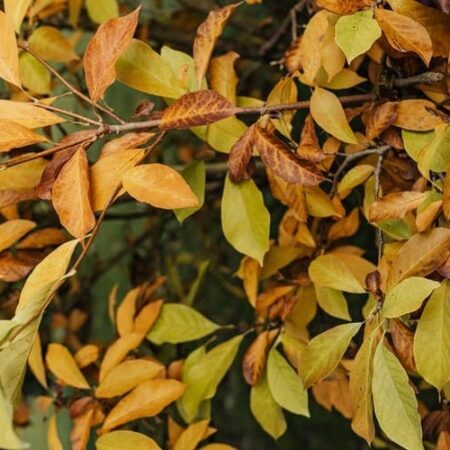 Ďalšie dôvody, prečo vašim rastlinám žltnú listy