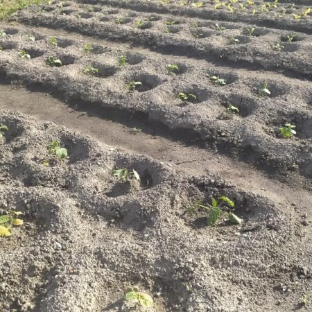 aké typy pôdy máte na záhrade?