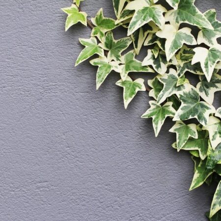 Zásady pestovania brečtanu popínavého