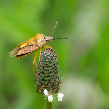 Ďalšie prírodné pasce na škodcov vo vašej záhrade