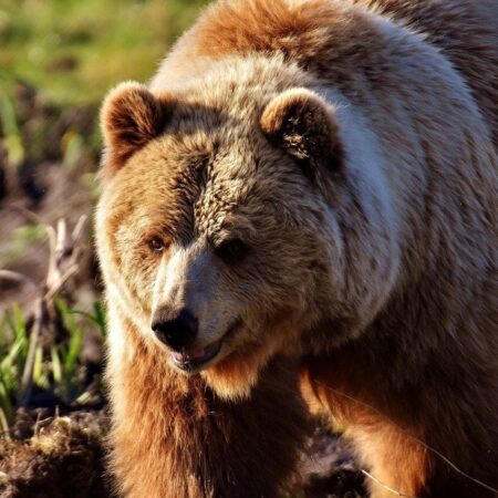 Ako bezpečne držať medvede ďaleko od vašej záhrady