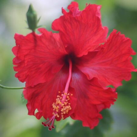 Ibištek čínsky a jeho pestovanie, takto vás obdarí kvetmi