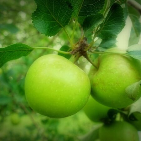 Základné preventívne tipy, ako udržať vaše jablone zdravé