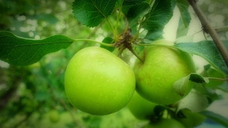 Základné preventívne tipy, ako udržať vaše jablone zdravé