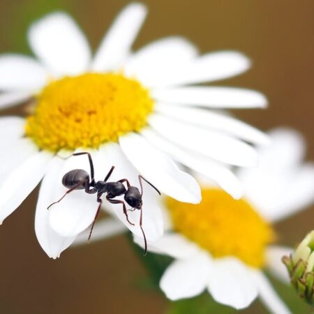 9 prírodných pascí na škodce do ekologickej záhrady