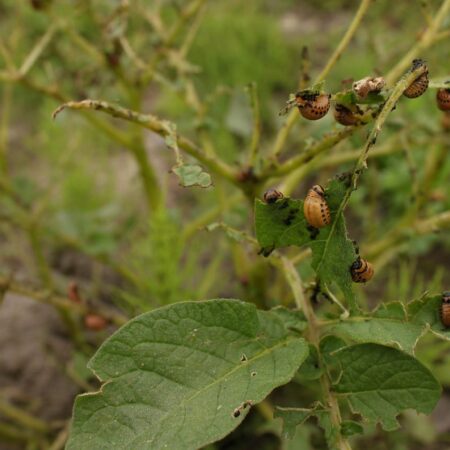 7 bežných škodcov zemiakov