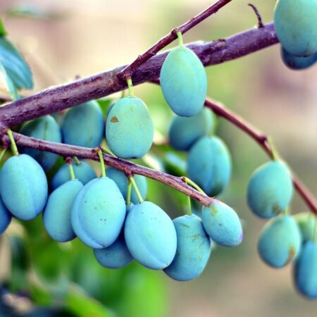 Aby vám zelené slivky neopadli: Je za tým piliarka?