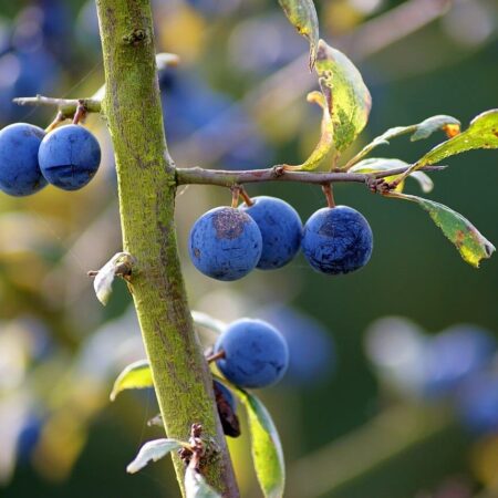 Ako sa robí brusnicové, trnkové a drienkové víno?