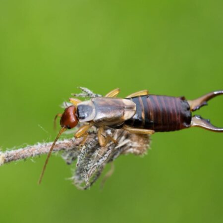 Ucholak obyčajný na vetvičke, ako sa zbaviť ucholaka