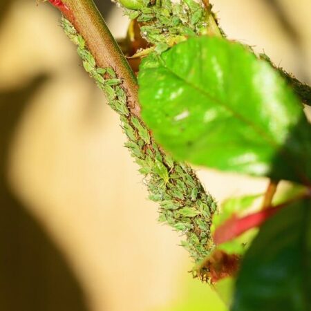 príznaky poškodenia vošiek na rastlinách